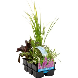 OBI Wasserpflanzen Duft-Set, 6er-Pack im Topf, verschiedene Sorten für den Gartenteich.