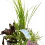 OBI Wasserpflanzen Duft-Set, 6er-Pack im Topf, verschiedene Sorten für den Gartenteich.