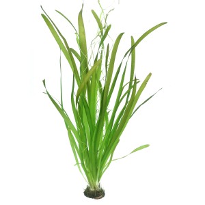 Dennerle Vallisneria Gigantea Aquariumpflanze mit langen, grünen Blättern.