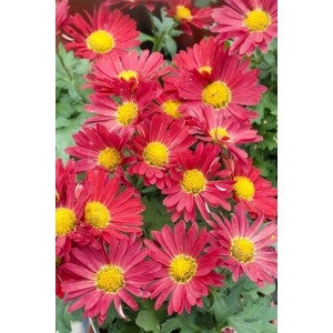 Gartenchrysantheme 'Duchess Of Edinburgh' mit roten Blüten und gelber Mitte im Topf.