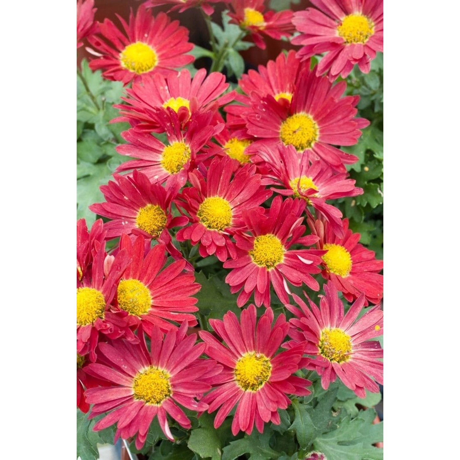 Chrysanthemum Zawad.'Duchess Of Edinburgh' Gartenchrysantheme Ca. 9x9 cm To günstig online kaufen