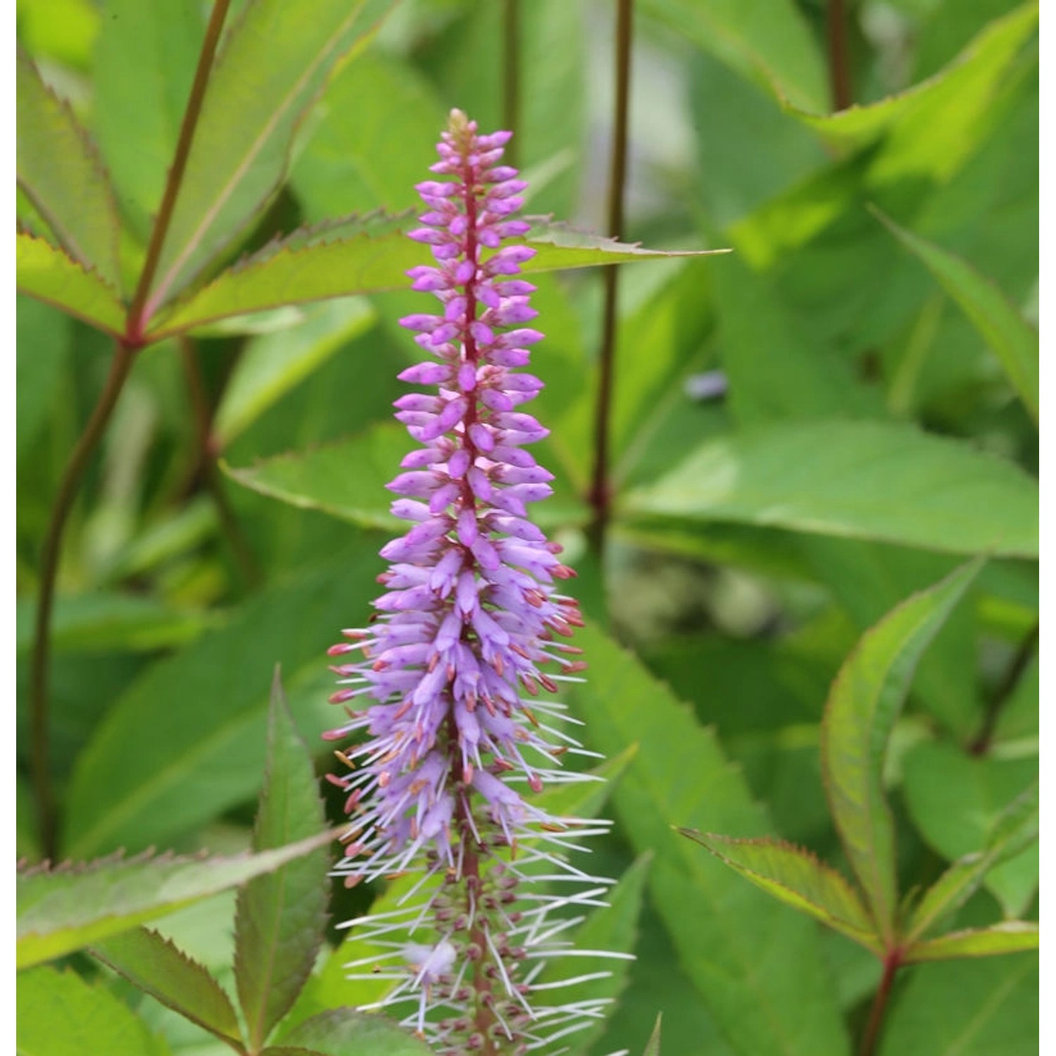 Virginischer Riesen Ehrenpreis Apollo - Veronicastrum virginicum günstig online kaufen