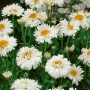 Strahlend weiße Snehurka Margerite (Leucanthemum) im 9x9 cm Topf.