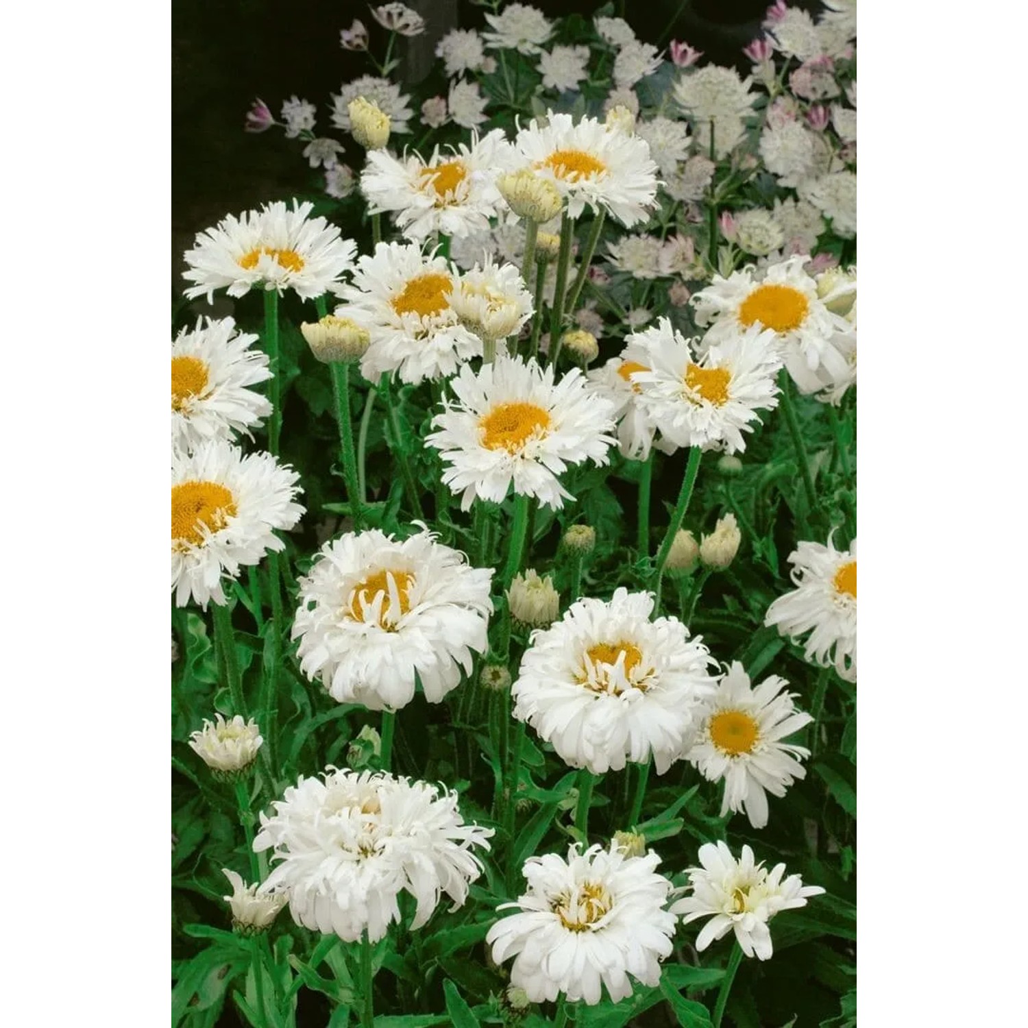 Strahlend weiße Snehurka Margerite (Leucanthemum) im 9x9 cm Topf.