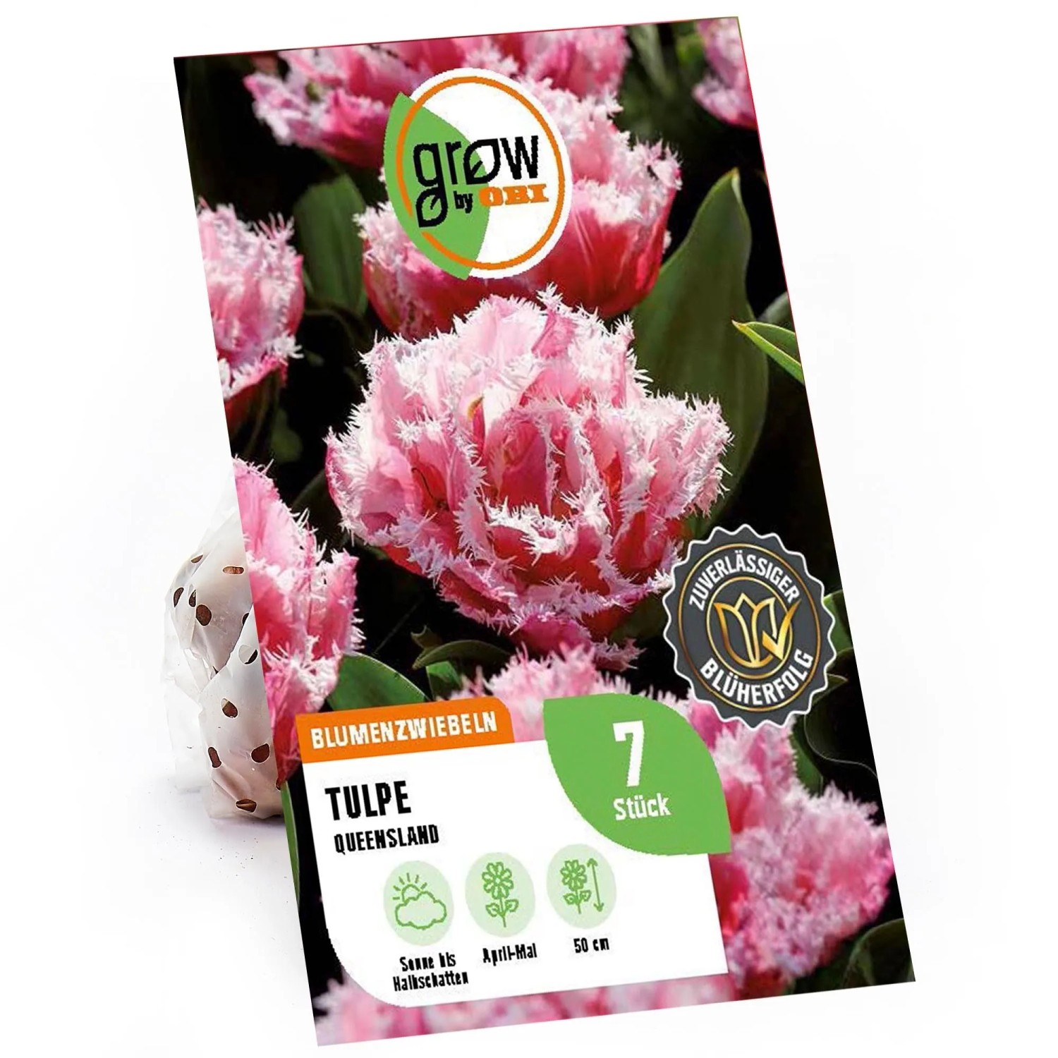 GROW by OBI Blumenzwiebeln Queensland Rot-Weiß 11/12 7 Stück