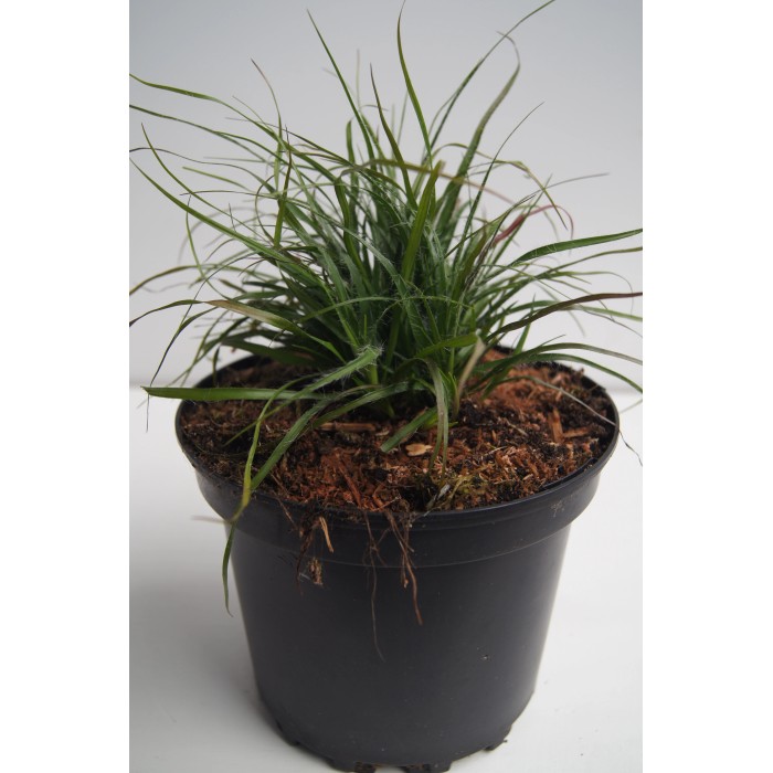 Bodendecker Winterhart kaufen bei OBI