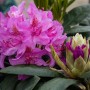 Nahaufnahme eines rosa-lila Rhododendron Hybr. mit Blüten und Knospen.