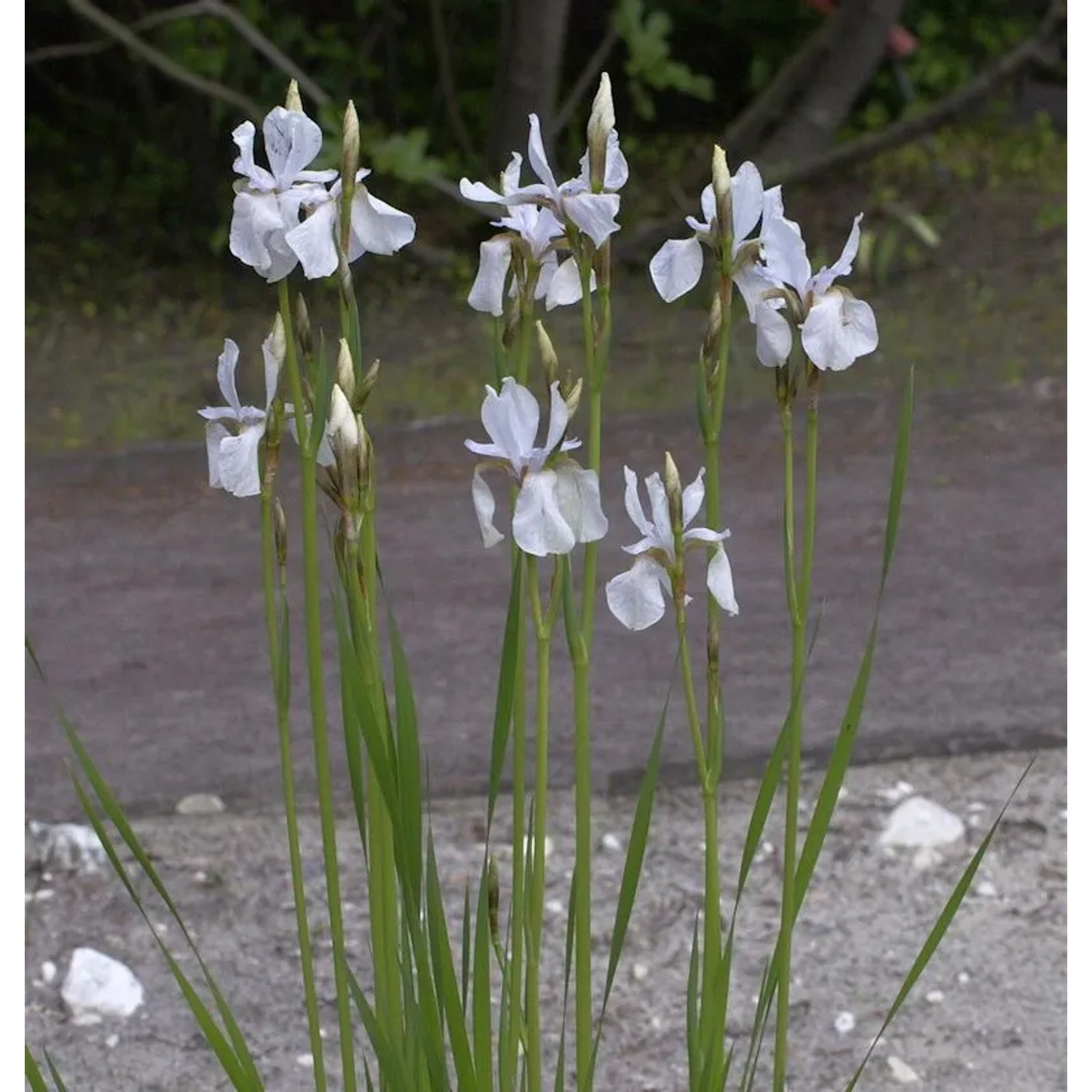 Zwerg-Schwertlilie - Iris,utescens