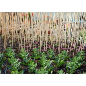 BigDean Pflanzstäbe Aus Bambus Rankhilfe Tomatenstangen Holz Rankstäbe Bambusstäbe 90cm Pflanzenstäbe Anzuchtstäbe