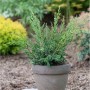 Strauchwacholder Blaauw (Juniperus chinensis) im Topf, mit grünblauen Nadeln. Robuster Strauch für Garten & Kübel.