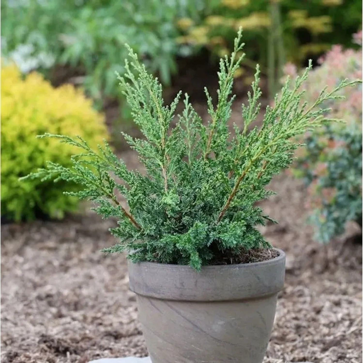 Strauchwacholder Blaauw (Juniperus chinensis) im Topf, mit grünblauen Nadeln. Robuster Strauch für Garten & Kübel.