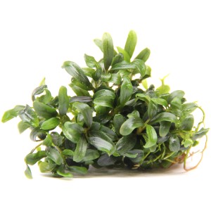 Dennerle Aquariumpflanze Bucephalandra Mini Needle Leaf In Vitro mit kleinen, grünen Blättern.