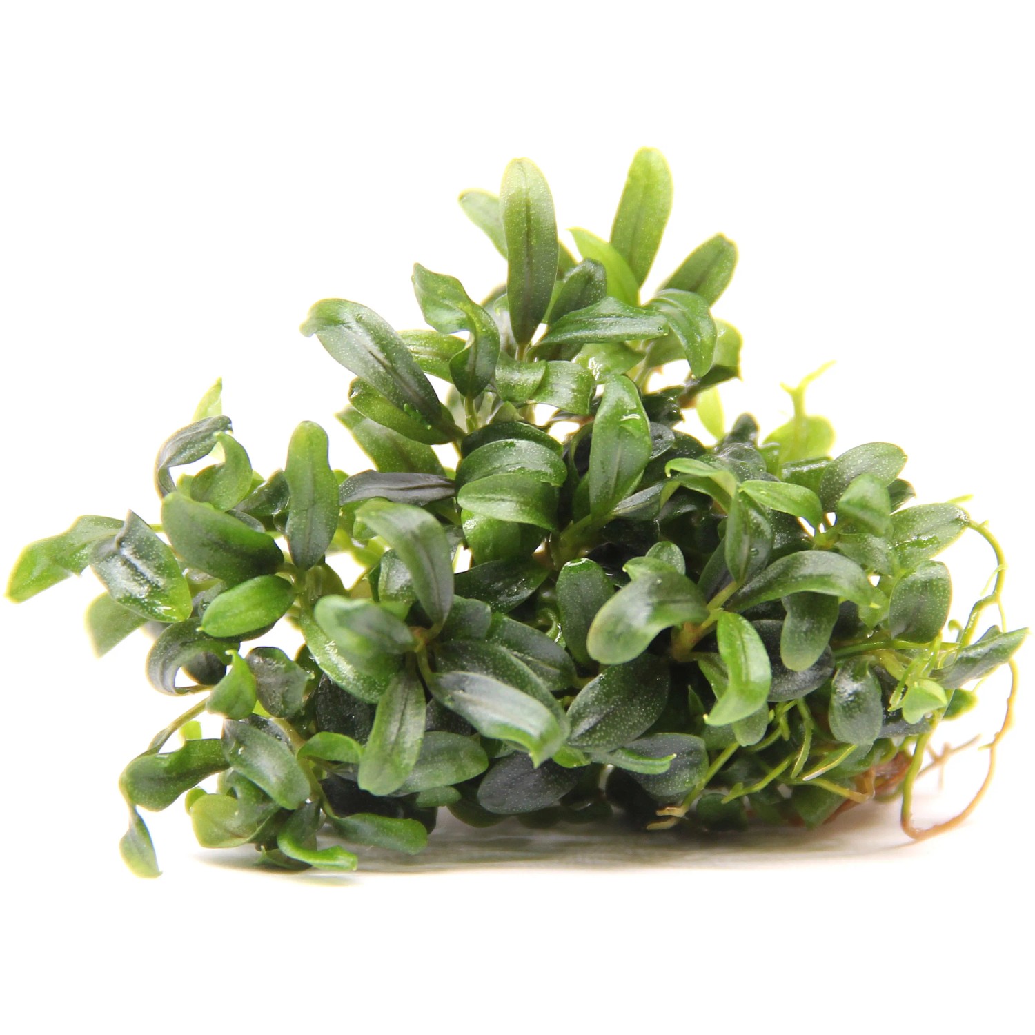 Dennerle Plants Aquariumpflanze Bucephalandra spec. Mini Needle Leef In Vitro