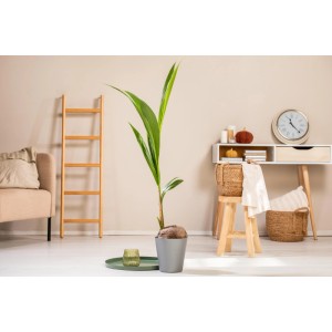 Kokospalme (Cocos nucifera) im Topf, Zimmerpflanze für ein exotisches Ambiente.