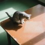 Graue Katze betrachtet weißes Kunststoff-Dornengitter auf Holztisch. Effektive Katzenabwehrmatte für Garten.