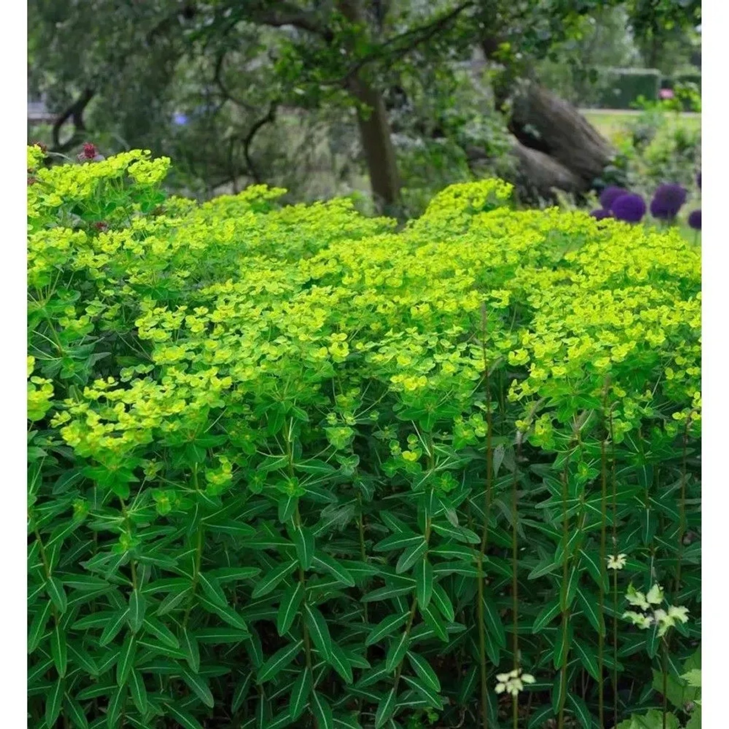 Hohe Wolfsmilch - Euphorbia cornigera