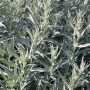 Silber Edelraute 'Silver Queen', eine winterharte Staude mit silbrigem Laub.