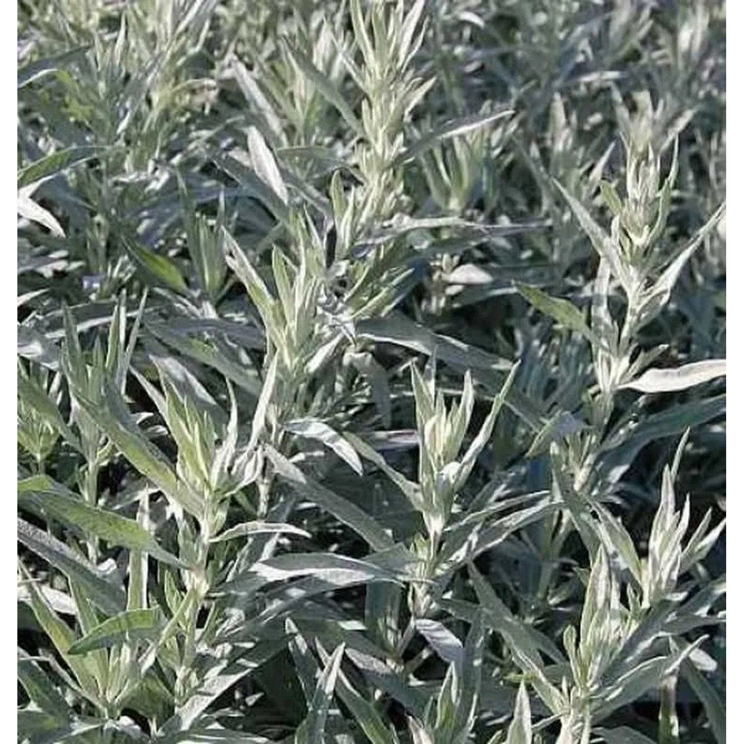 Silber Edelraute Silver Queen - Artemisia,udoviciana