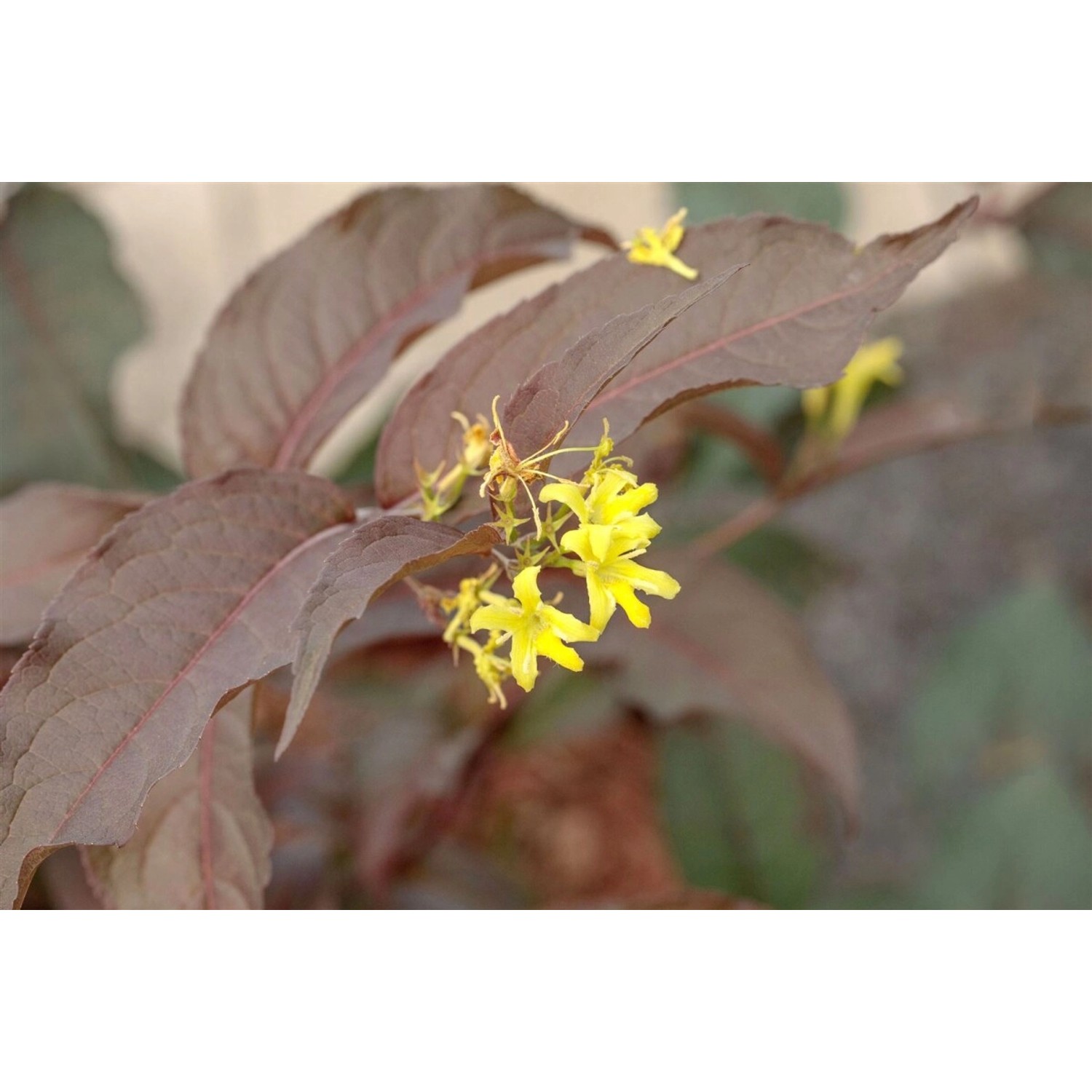 Diervilla Splendens Diva Buschgeißblatt Gelb 40–60 cm günstig online kaufen