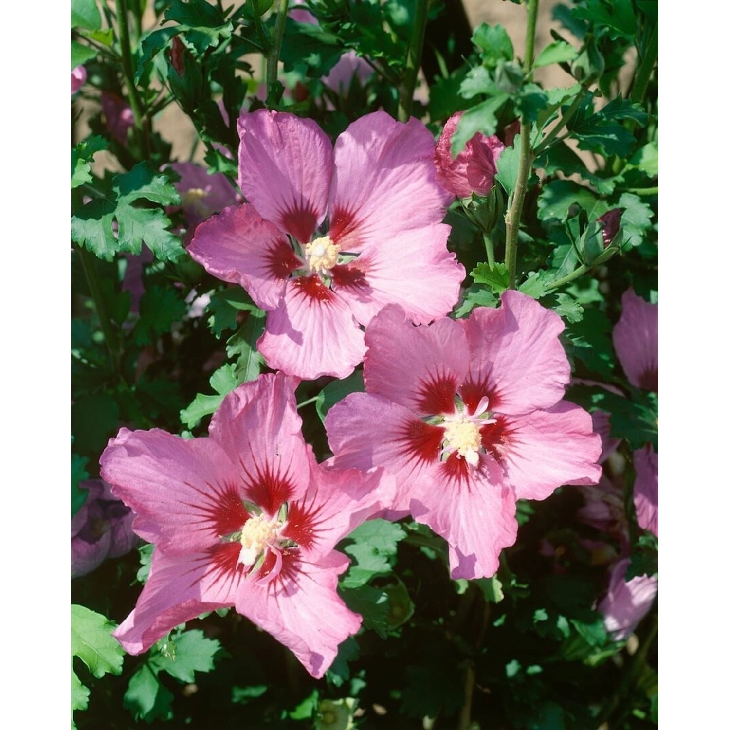 Hibiscus Syriacus Garteneibisch Walberton´s Rose Moon 40-50 cm günstig online kaufen