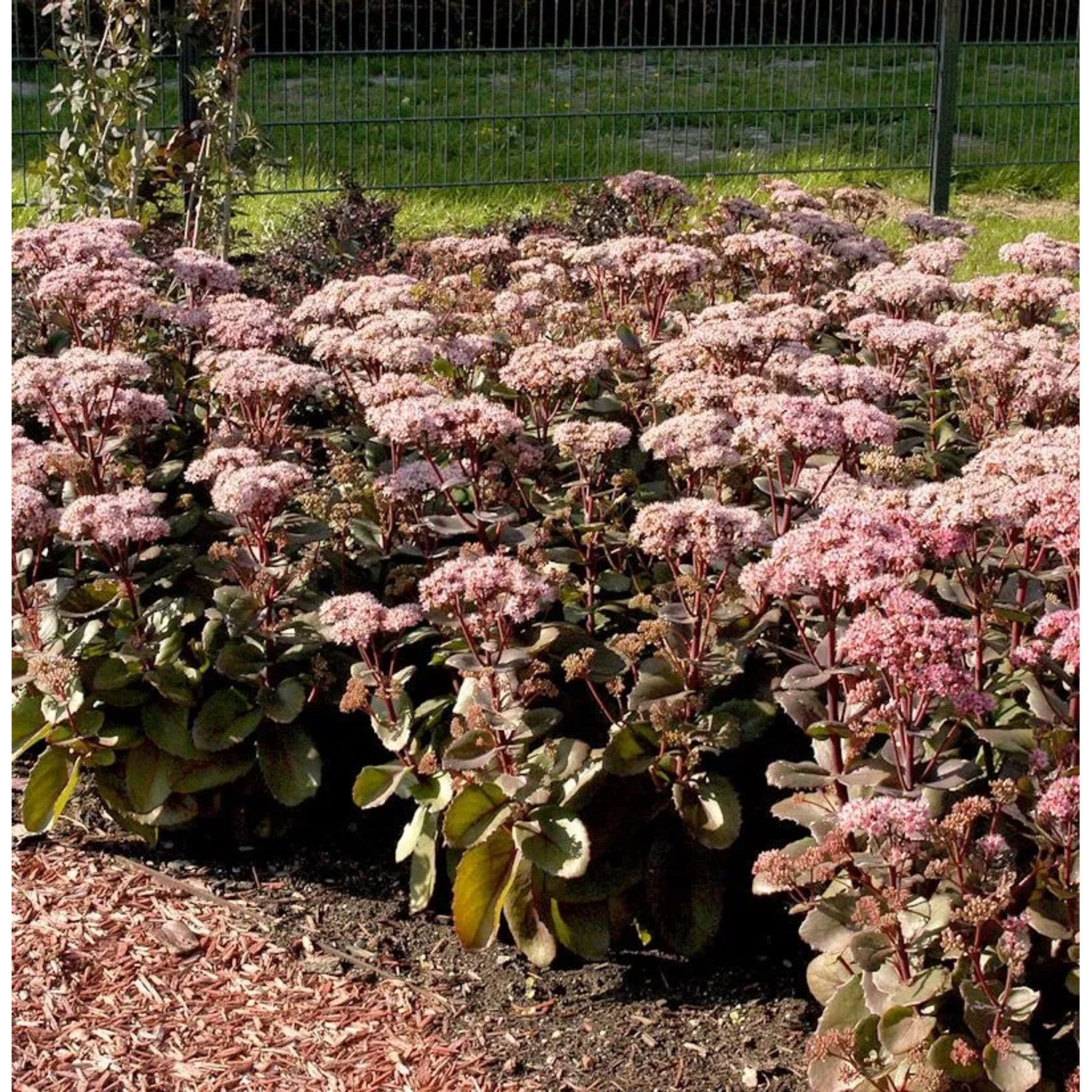 Prächtige Fetthenne Postmans Prid - Sedum spectabile