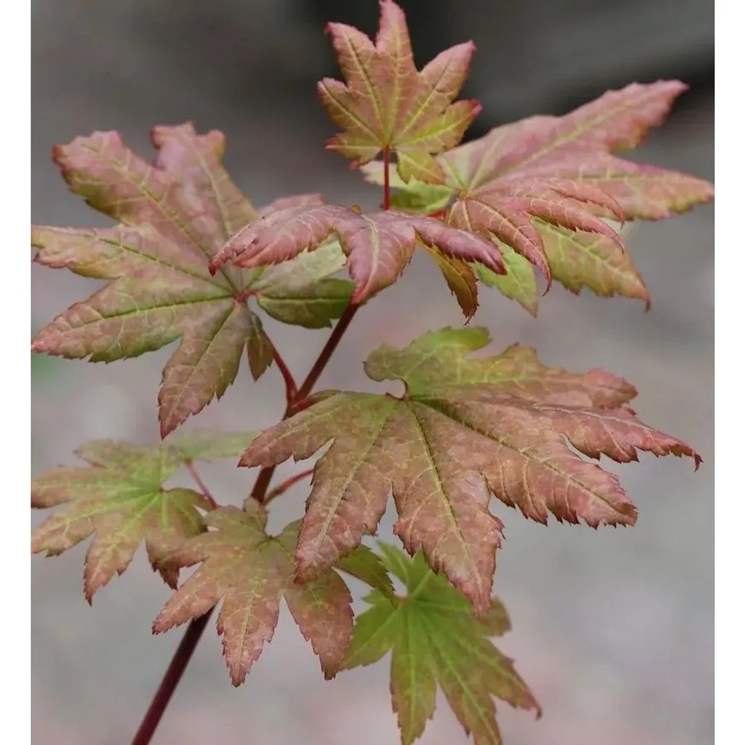 Fächer Ahorn Burgundy Lace 60-80cm - Acer palmatum