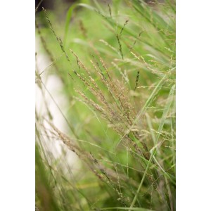 Detailaufnahme von Molinia Arundinacea 'Karl Foerster' Pfeifengras mit filigranen Blütenständen.