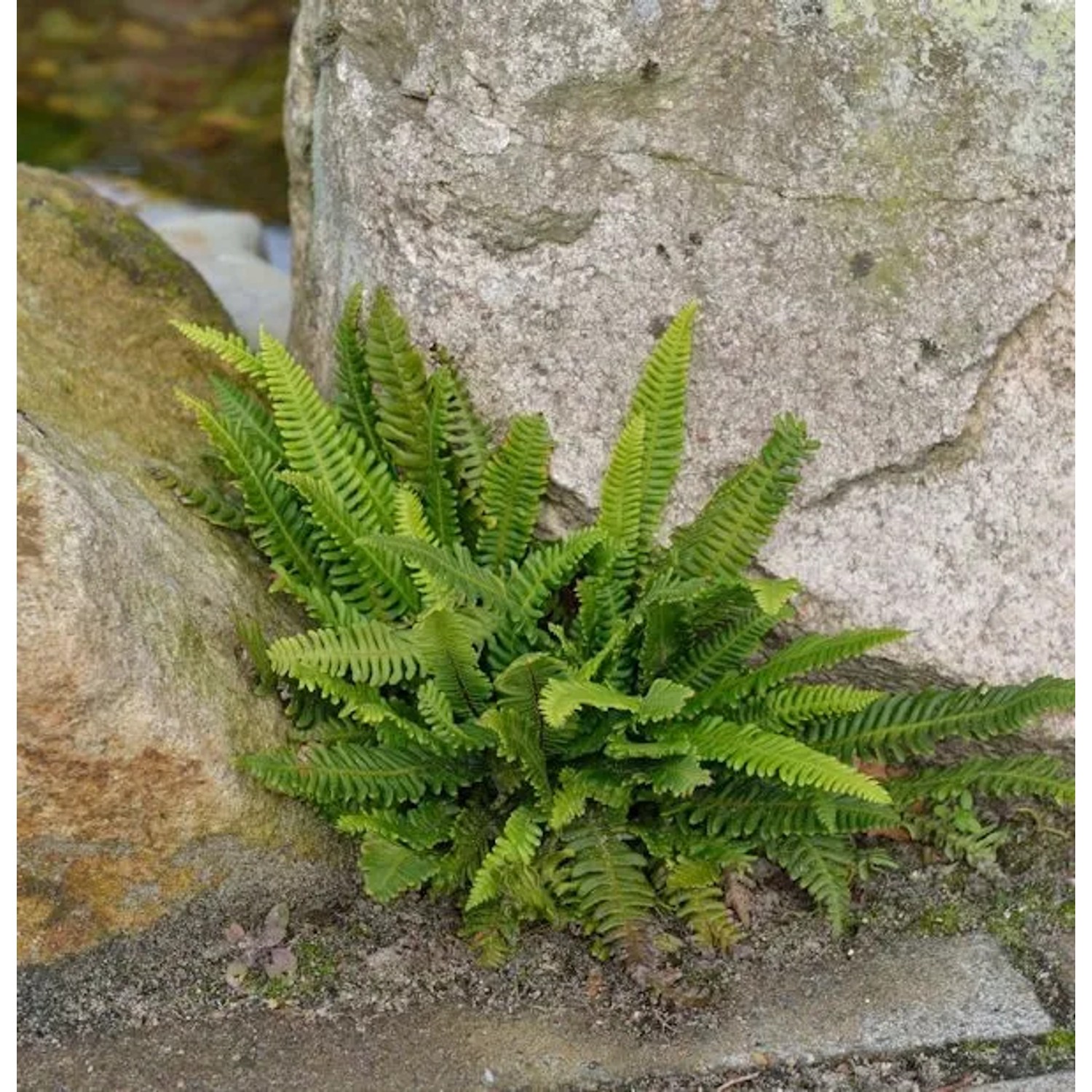 Rippenfarn Marina - Blechnum penna