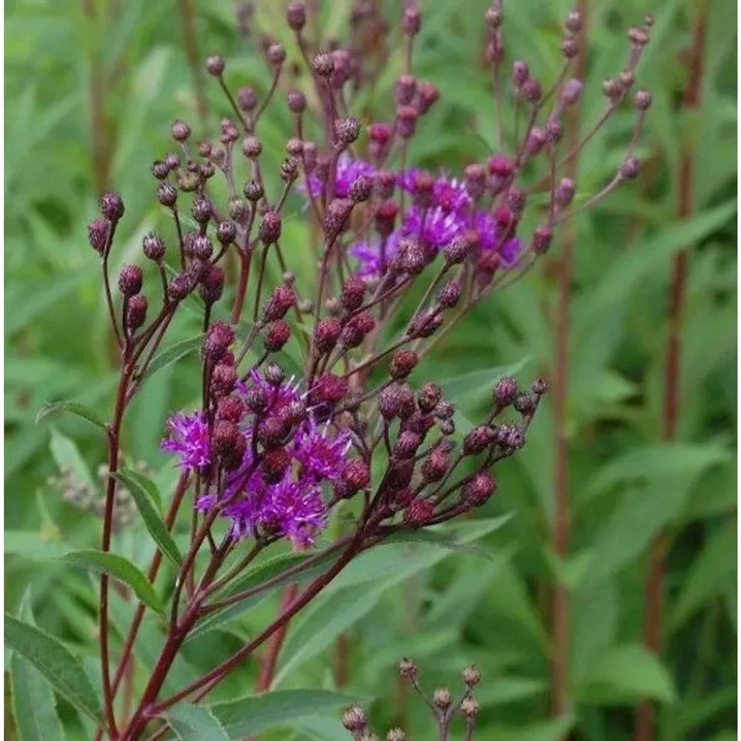 Arkansas Scheinaster - Vernonia crinita
