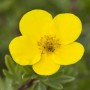 Nahaufnahme einer gelben Blüte des Potentilla Fingerstrauchs im Topf.