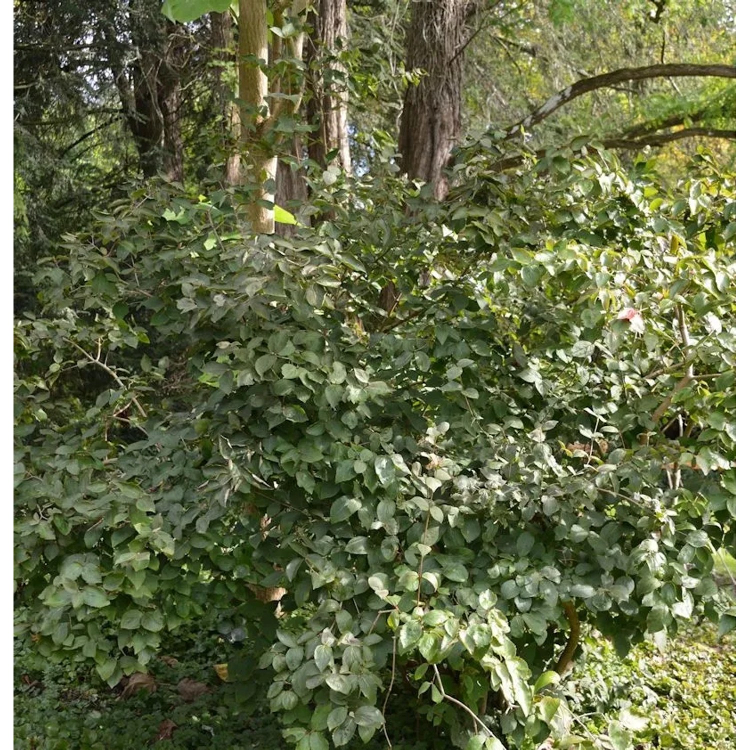 Viburnum harryanum 25-30cm - Viburnum harryanum