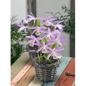 Pleione Formosana Taiwanorchidee im Topf mit zarten, rosa Blüten.