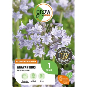 Blütenstand der GROW by OBI Agapanthus Silver Arrow Blumenzwiebel mit zart blauen Blüten.