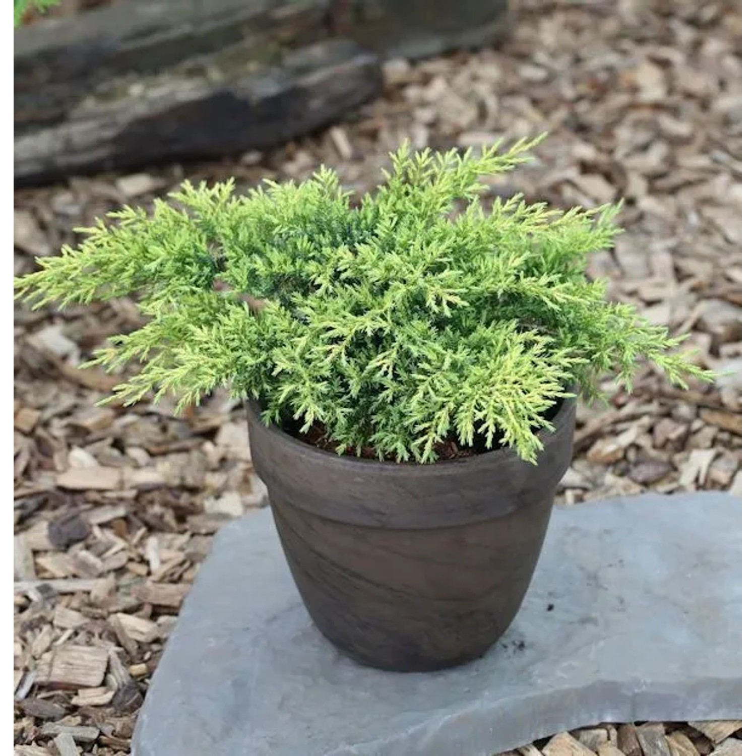 Goldener Strauchwacholder Gold Star 20-30cm - Juniperus media