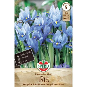 Sperli Zwerg-Iris Alida: Himmelblaue Blüten mit gelben Akzenten, ideal für Beet und Kübel.