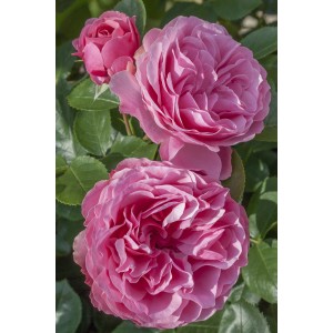 Nahaufnahme der Beetrose 'Leonardo da Vinci' mit dicht gefüllten, rosa Blüten und grünen Blättern.