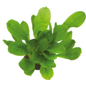 Dennerle Echinodorus Grisebachii Tropica Aquariumpflanze mit grünen Blättern.