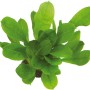 Dennerle Echinodorus Grisebachii Tropica Aquariumpflanze mit grünen Blättern.
