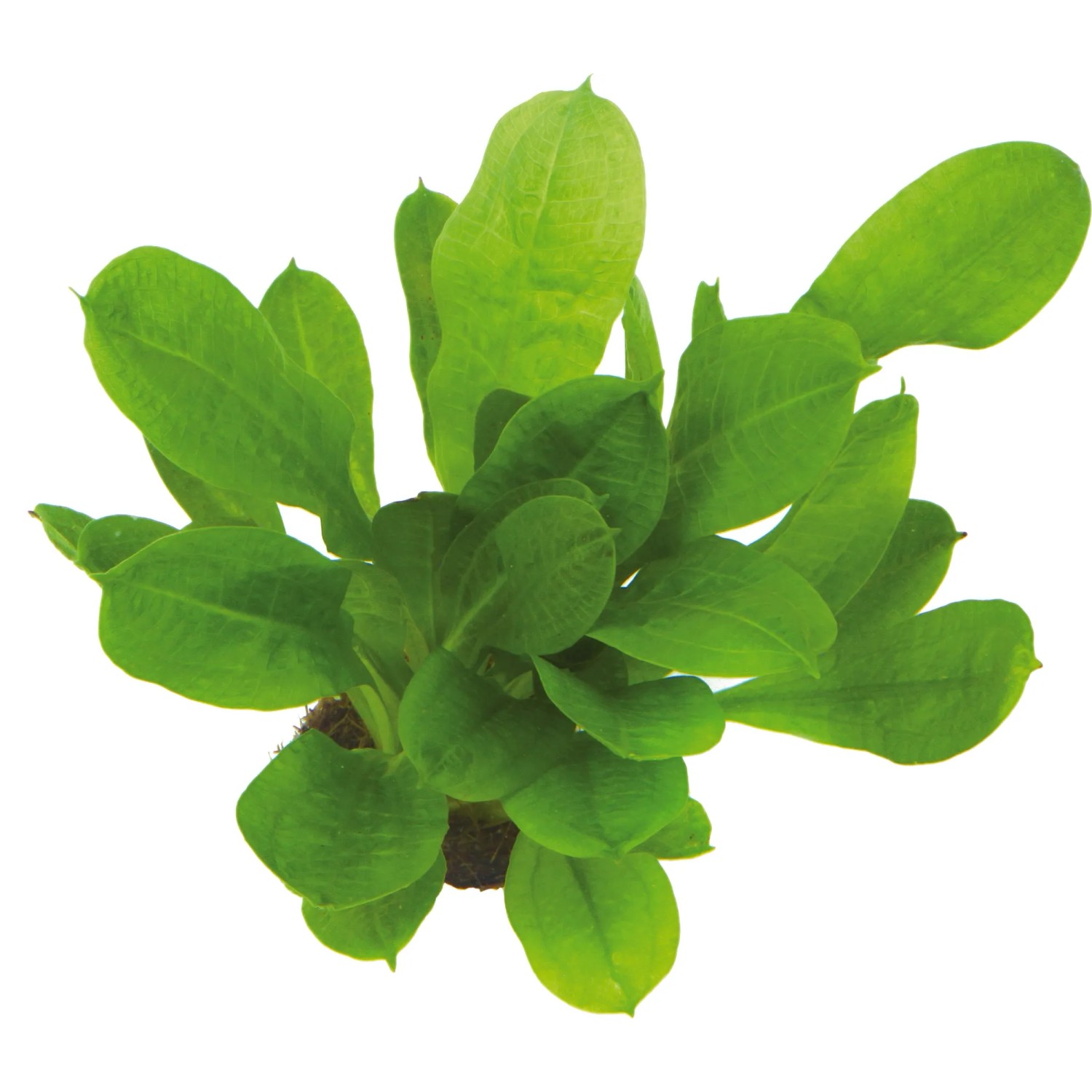 Dennerle Plants Aquariumpflanze Echinodorus Grisebachii Tropica