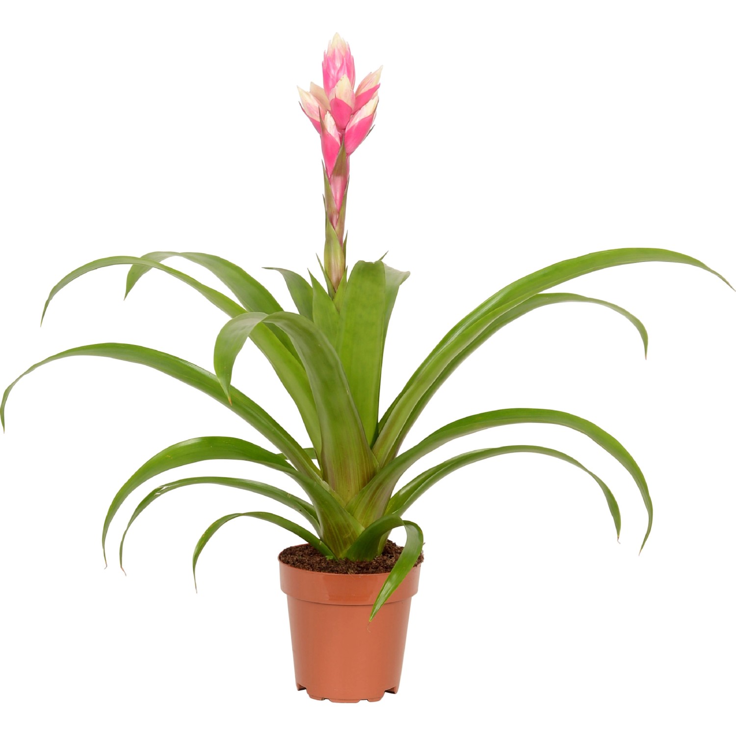 Guzmanie 'Candy' im Topf, eine farbenfrohe Blühpflanze mit rosa Blüte für den Innenbereich.