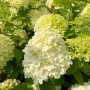 Nahaufnahme der Rispenhortensie 'Limelight' als Topfpflanze mit cremeweißen Blüten.