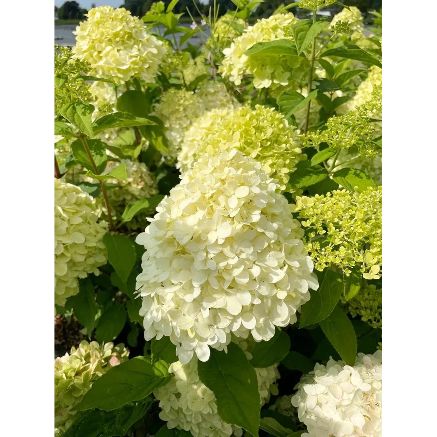 Nahaufnahme der Rispenhortensie 'Limelight' als Topfpflanze mit cremeweißen Blüten.