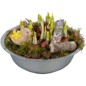 Osterglocken-Arrangement im Zinktopf mit Deko-Vogel und Moos, Topf-Ø ca. 29 cm.