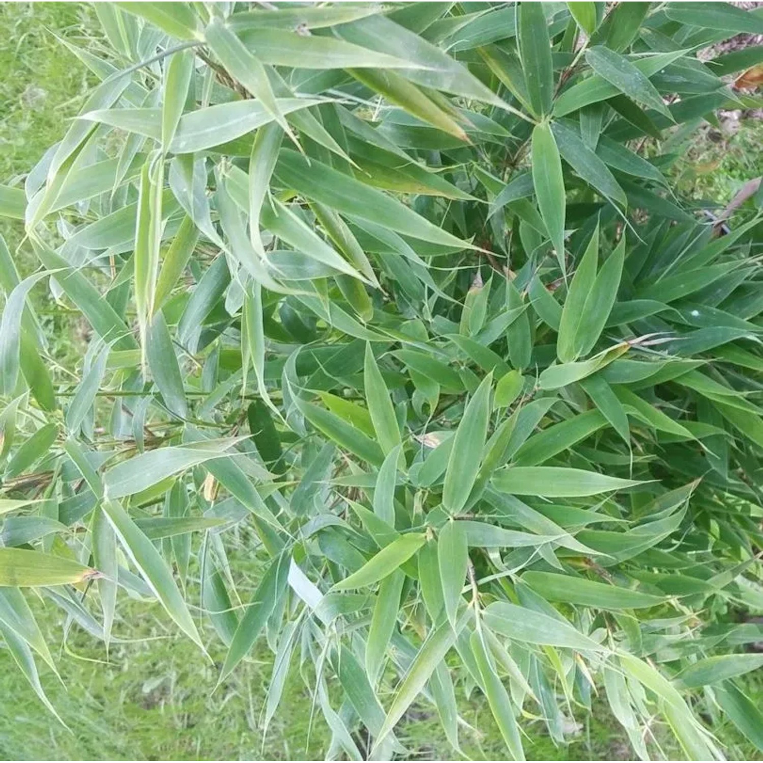 Schirmbambus Sindbad 25-30cm - Fargesia murielae