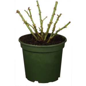 Englische Rose 'British Collection Gelb' im Topf, ca. 40-50 cm hoch.