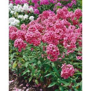 Flammenblume 'Dorffreude' im Topf, leuchtend pinke Blütenpracht für Beet und Garten.