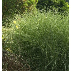 Chinaschilf 'Morning Light' im XXXL Topf: Ziergras mit grün-weißen Halmen für den Garten.