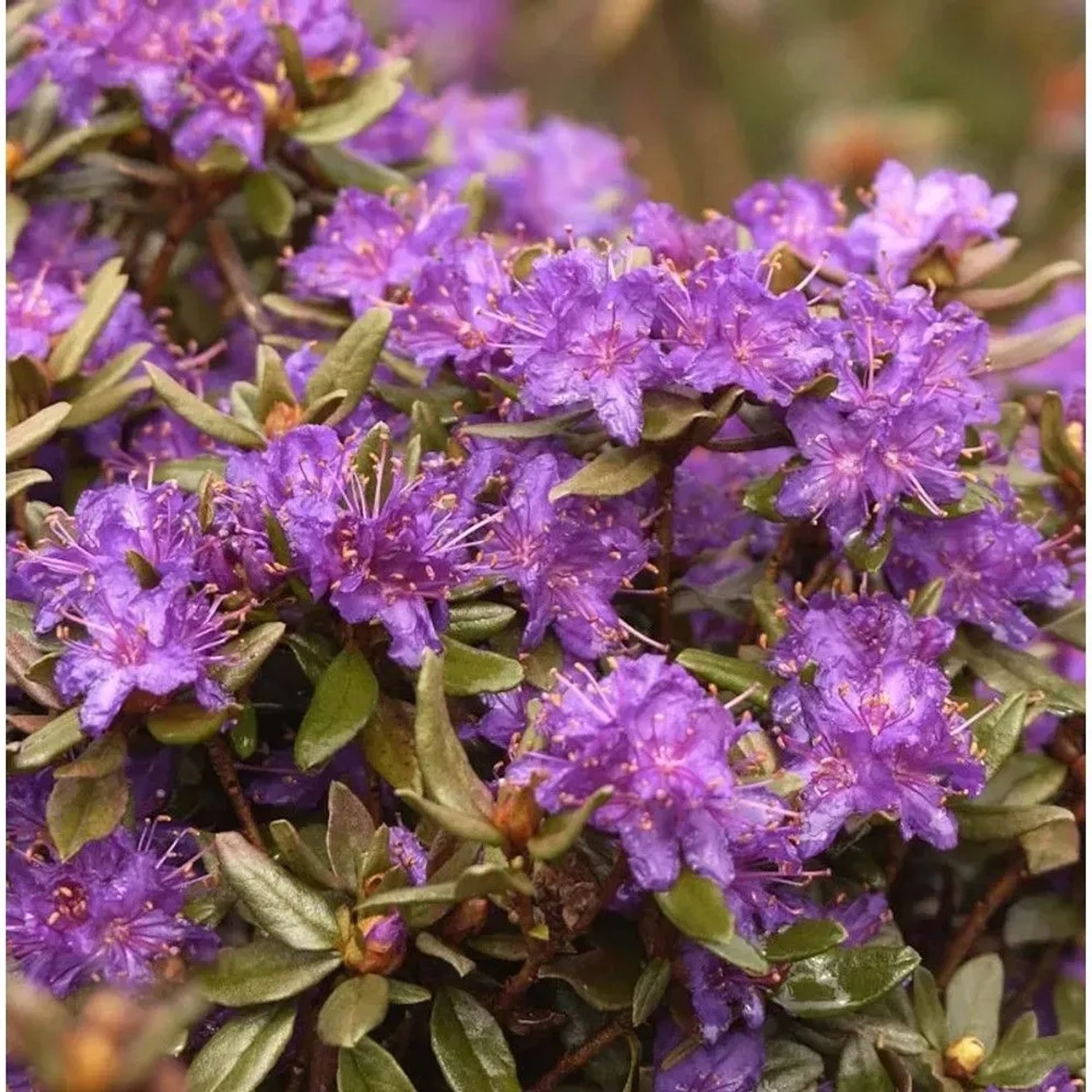 Zwerg Rhododendron Usambara 40-50cm - Rhododendron russatum - Zwerg Alpenrose