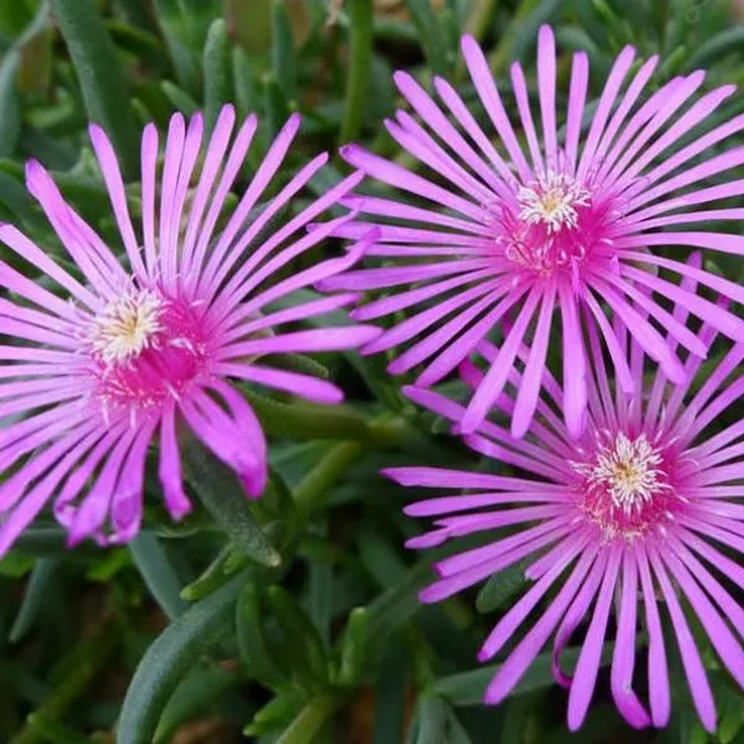 6 x Mittagsblume Delosperma Cooperi Topf 9cm Langblühend