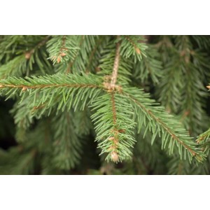 Detailaufnahme der dunkelgrünen Nadeln einer Nikko-Tanne (Abies homolepis).